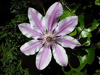 <i>Clematis</i> Genus of climbing perennial flowering plants in the buttercup family Ranunculaceae