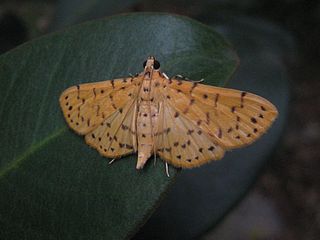 <i>Conogethes</i> Genus of moths