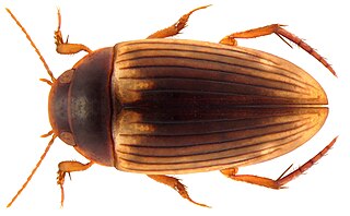 <i>Copelatus sociennus</i> Species of beetle