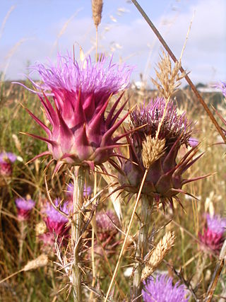 <span class="mw-page-title-main">Cardoon</span> Species of flowering plant