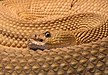 128 Commons:Picture of the Year/2011/R1/Crotalus-basiliscus-basiliskenklapperschlange.jpg