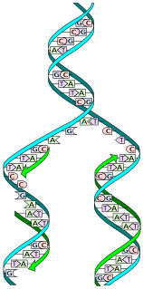 DNA replication Biological process