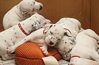 Dalmatian puppies, three weeks old, spots beginning to develop