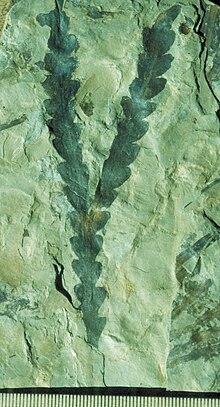 Dicroidium odontopteroides fossil leaf, Late Triassic Molteno Formation near Birds River South Africa. Dicroidium odontopteroides.jpg