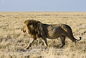 lidhje=https://en.wikipedia.org/wiki/Panthera leo melanochaita.jpg