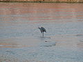 Küstenreiher Western Reef Heron