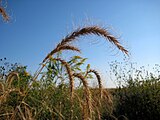 Elymus canadensis