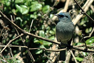 <span class="mw-page-title-main">Dull-blue flycatcher</span> Species of bird