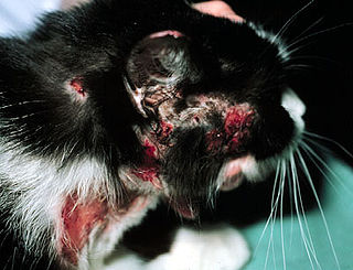 <span class="mw-page-title-main">Allergies in cats</span>