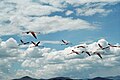 Lake Nakuru, Kenya