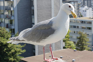 <span class="mw-page-title-main">Glaucous-winged gull</span> Species of bird