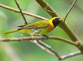 Guira tanager Species of bird