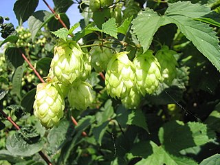 <i>Humulus lupulus</i> Species of flowering plant