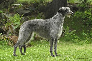 <span class="mw-page-title-main">Scottish Deerhound</span> Dog breed