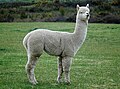 Alpaca