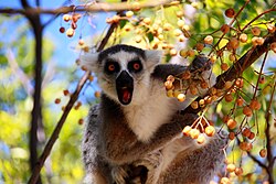 Kattalemúr í Ranomafana-þjóðgarðinum á Madagaskar.