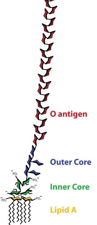 <span class="mw-page-title-main">Lipopolysaccharide</span> Class of molecules found in the outer membrane of Gram-negative bacteria