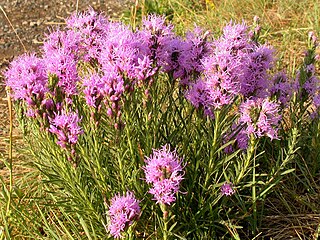 <i>Liatris punctata</i> Species of flowering plant