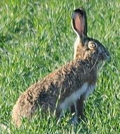 The Granada hare (Lepus granatensis) was once considered a subspecies of the European hare LiebreIberica (cropped).jpg