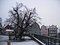 Linde im Winter