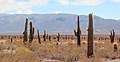 Parc national Los Cardones