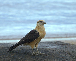 Geelkopcaracara