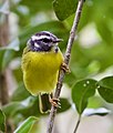 Santa Marta warbler