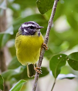 Santa Marta warbler Species of bird