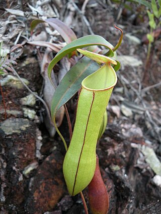 <i>Nepenthes gracilis</i> Species of pitcher plant from Southeast Asia