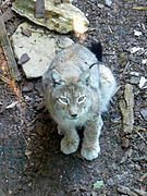 Un des lynx boréaux.