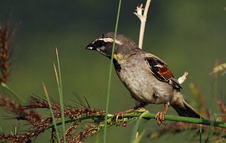 <span class="mw-page-title-main">Dead Sea sparrow</span> Species of bird