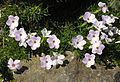 Phlox diffusa