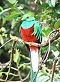 A Quetzalvogl.