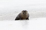 Lontra canadensis