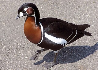 <span class="mw-page-title-main">Red-breasted goose</span> Species of bird