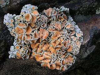 <i>Rhizoplaca</i> Genus of lichen-forming fungi