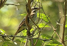 Jorupe Preserve - Ecuador Streaked Flycatcher 2.jpg