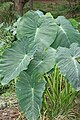 Image 12The taro (saonjo in Malagasy) is, according to an old Malagasy proverb, "the elder of the rice" (Ny saonjo no zokin'ny vary), and was also a staple diet for the proto-Austronesians (from History of Madagascar)