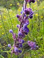 Trichostema lanatum