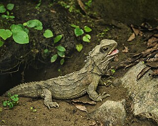 <span class="mw-page-title-main">Tuatara</span> Genus of reptiles