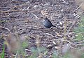 photographie avec oiseau inconnu profil gauche