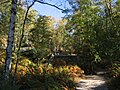 Wald von Fontainebleau