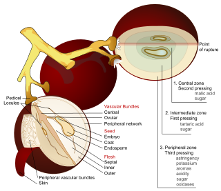 <span class="mw-page-title-main">Acids in wine</span>