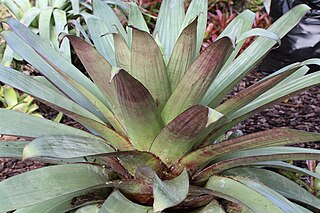 <i>Alcantarea imperialis</i> Species of flowering plant