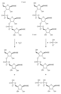 <span class="mw-page-title-main">Exoribonuclease</span> Class of enzymes that degrade RNA