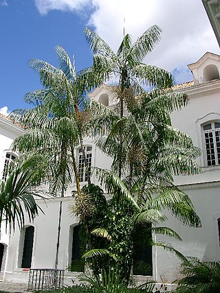 <span class="mw-page-title-main">Açaí palm</span> Palm tree with many uses, mainly fruit as cash crop