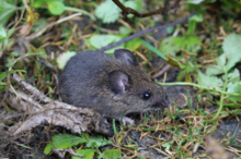 A-representative-rodent-species-Apodemus-draco-in-the-Wuling-Mountain-Area-photograph.png