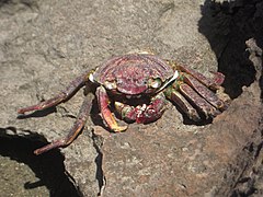 Aama Grapsus tenuicrustatus molt front at Kahuku Hawaii.jpg