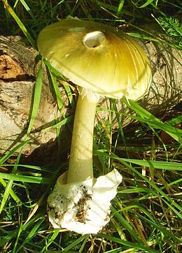 Žalsvoji musmirė (Amanita phalloides)