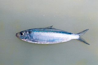 <i>Amblygaster leiogaster</i> Species of fish